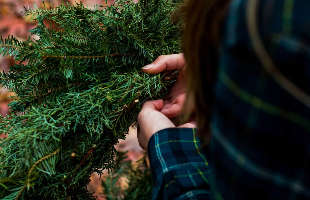 Christmas tree collection in Croydon