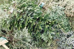 Old spruce trees Old spruce trees